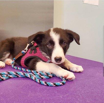 Dominion Animal Hospital