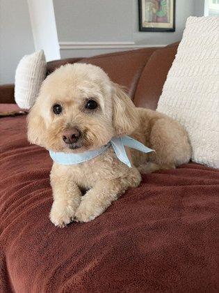 Woof Gang Bakery & Grooming Falls Church