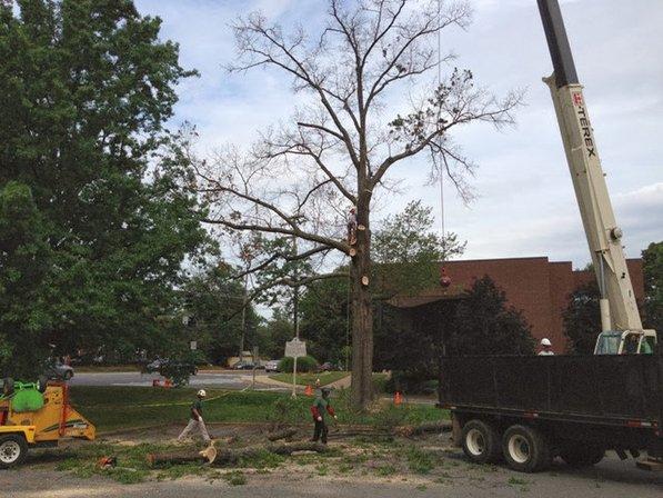 JL Tree Service