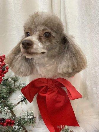 Omistar Pet Grooming