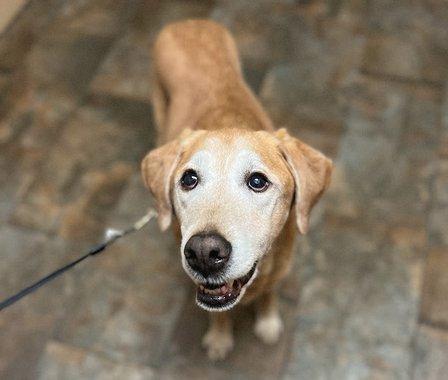 Dominion Valley Animal Hospital