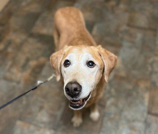 Dominion Valley Animal Hospital