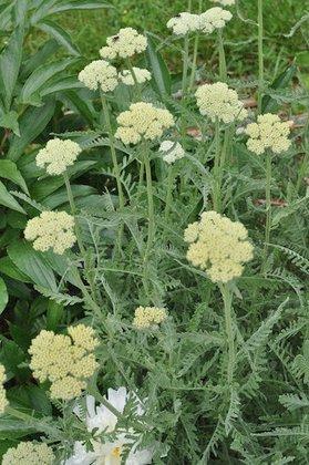 Flo's Blossoms & Herbs