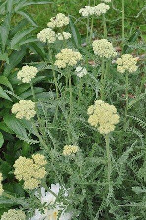 Flo's Blossoms & Herbs