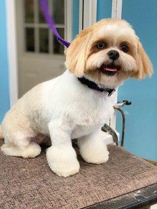 Canine Carousel Pet Supply & Salon