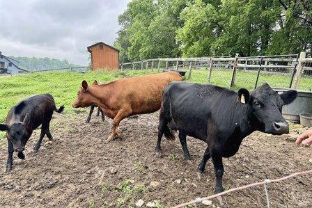 Vouni Vines Beef