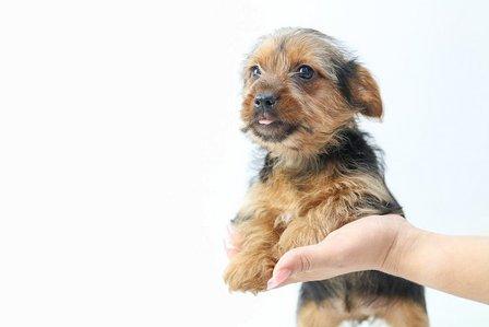 My Next Puppy