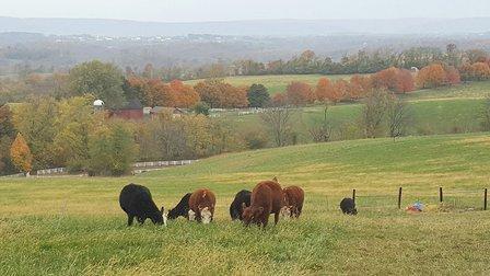Spring House Farm