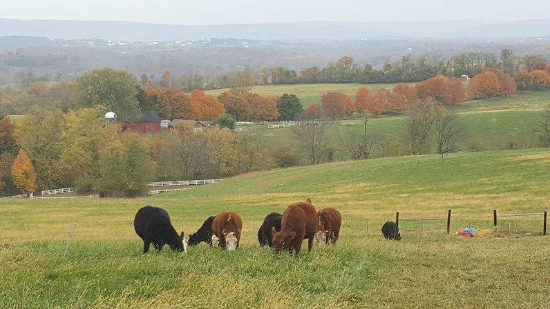 Spring House Farm