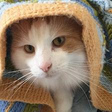 Champion Pet Sitters