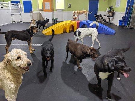 Bark & Roll