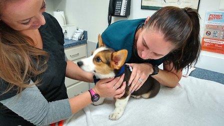 Animal Medical Center of Cascades