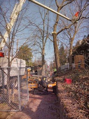 Capitol Tree Care Inc