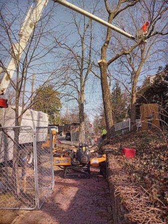 Capitol Tree Care Inc