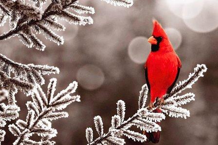 Cardinal Settlement Services