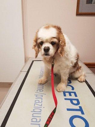 New Baltimore Animal Hospital