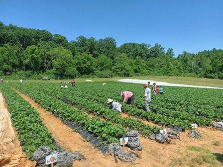 Wegmeyer Farm - Oatland Strawberry Picking
