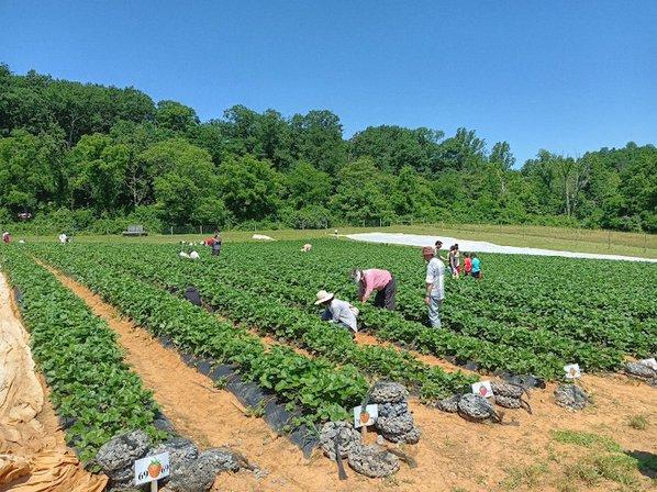 Wegmeyer Farm - Oatland Strawberry Picking