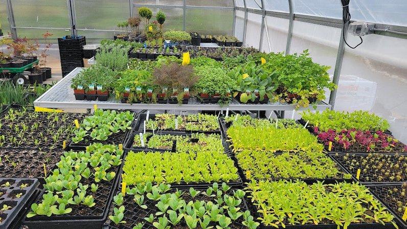 Etten's Eden