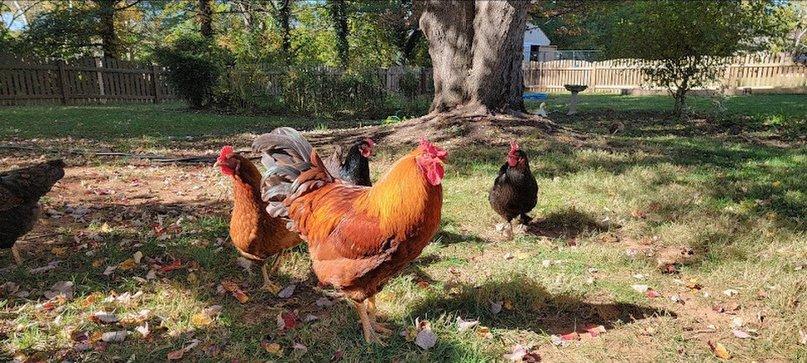 Plentiful poultry playhouse