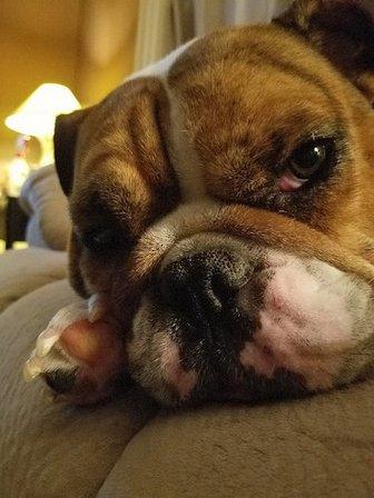 Piedmont Pets Veterinary Care