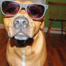 Capital Petsitters