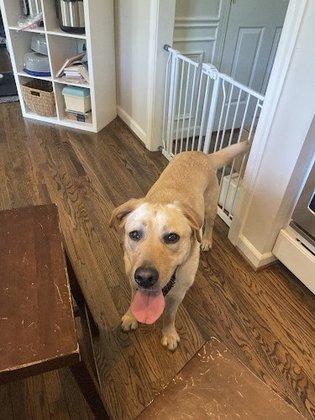 North Oatlands Animal Hospital