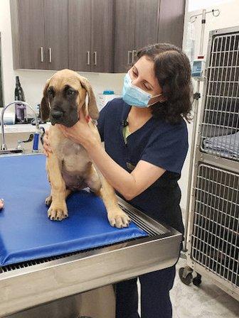 Church Road Animal Hospital