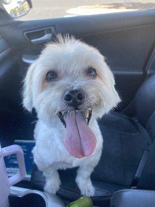 PetSmart Grooming