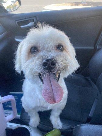 PetSmart Grooming