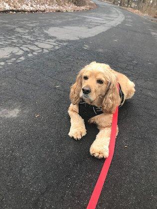 Zorgers Pet Care, LLC