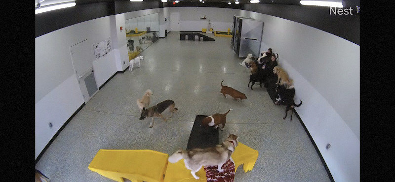 Playful Pack