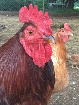 Happy Cock Farm