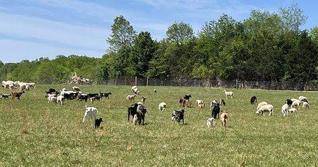 Hillsha Farm