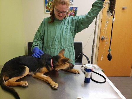 Towne Animal Clinic
