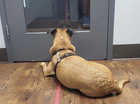 Loudoun Urgent Vet