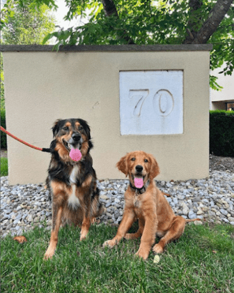Chantilly Animal Hospital