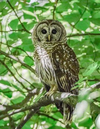 Loudoun Valley Raptor Center, Inc.