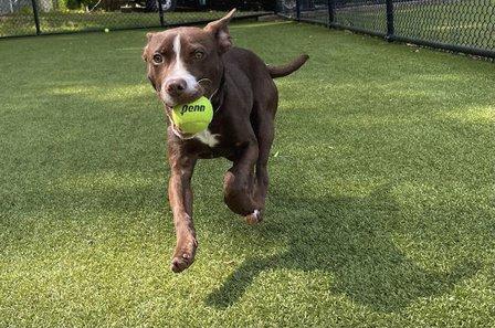 Pender Pet Retreat at Dulles Gateway