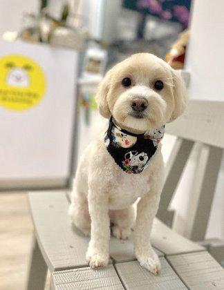 How Cute Dog Grooming