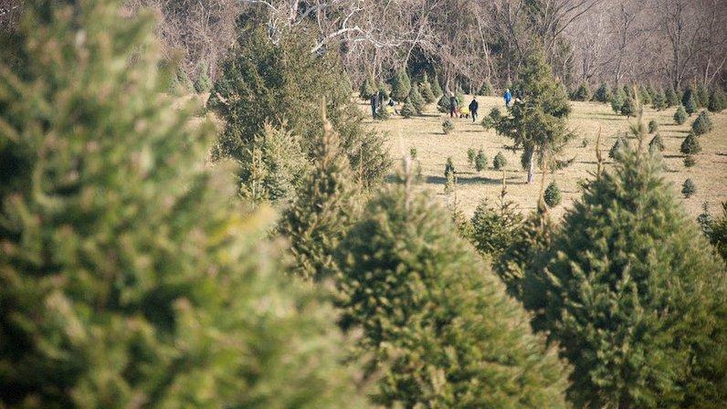 Middleburg Christmas Tree Farm