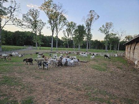 AB Halal Farm