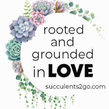 Succulents2Go