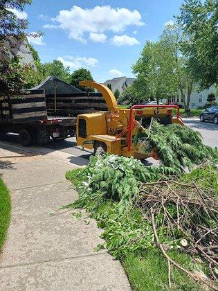 Tarzan Tree and Landscaping LLC.