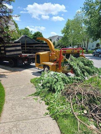 Tarzan Tree and Landscaping LLC.