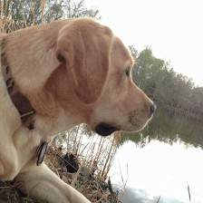 Fleurdelis Labradors