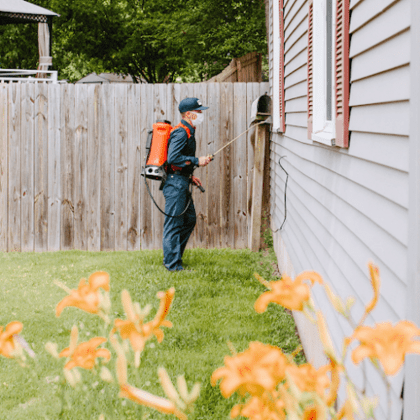 Fox Pest Control Sterling