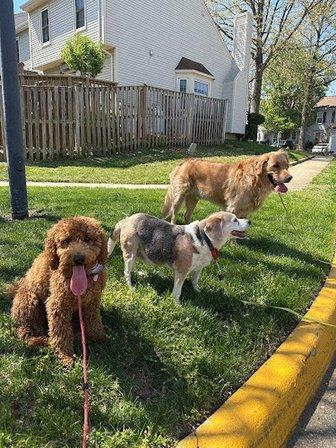 4 the Love of Dogs