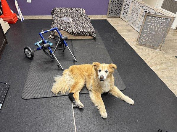 Wholistic Paws Veterinary Services