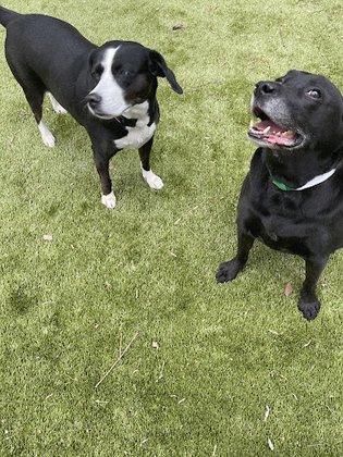 PetSuites Manassas